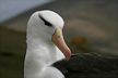 Sortbrynet Albatros